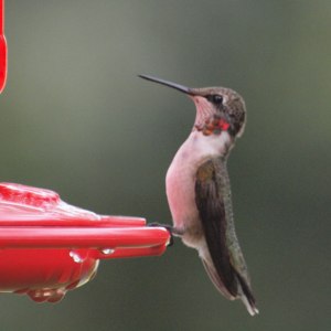 rufous-hummingbird-126051297201797Hji